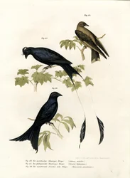 Træsvale, 1864